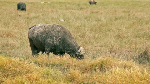 Buffalo in Nakuru Park Stock Footage 54374384