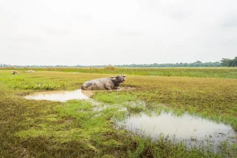 Buffalo in nature Stock Photos