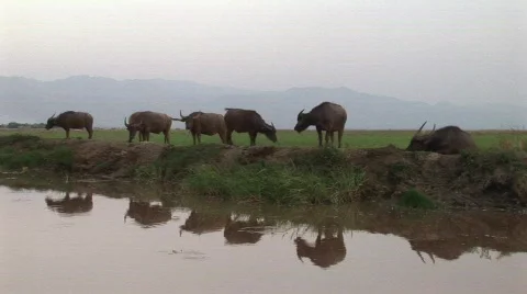 Buffalo near water with reflection Stock Footage 475480