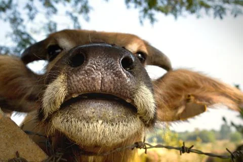 Buffalo nose Foto stock