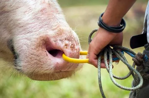 Buffalo nose Stock Photos