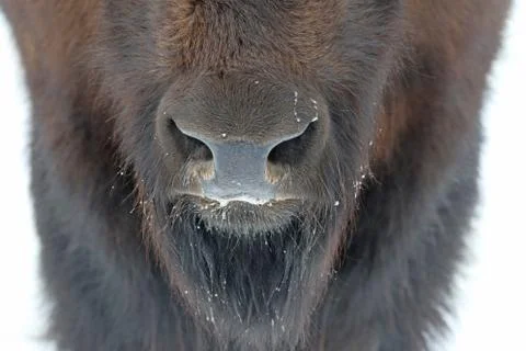 Buffalo Nostril Stock Photos
