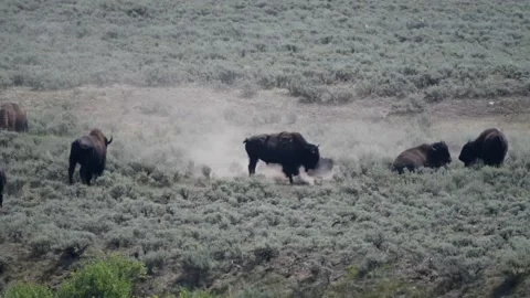 Buffalo or bison rolling in the dirt to refresh Stock-Footage 170153423