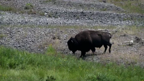 Buffalo or bison walking through small stream Stock-Footage 170153588