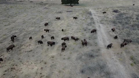 Buffalo orbit to left med shot Stock Footage 166133653