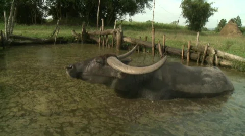 Buffalo out off water Видео 484654