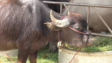 Buffalo overbite eating grass in farm. Video stock 74088145