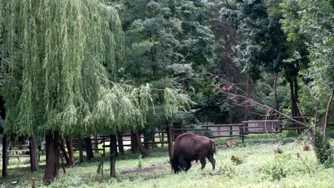 Buffalo in the paddock eats grass. Spruce and deciduous trees grow nearby. Stock Footage 135817544