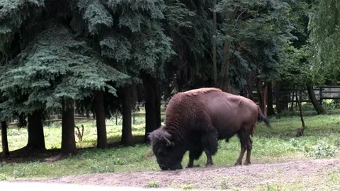 Buffalo in the paddock eats grass. Spruce and deciduous trees grow nearby. Stock Footage 135817821