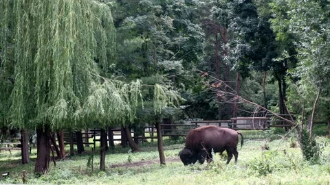 Buffalo in the paddock eats grass. Spruce and deciduous trees grow nearby. Video stock 135818062