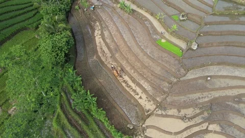Buffalo &amp; Paddy Field Stock Footage 146695439