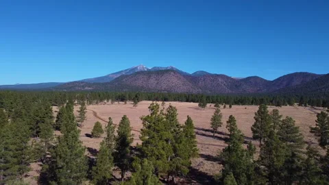 Buffalo Park Drone Flying backwards Video stock 143232601