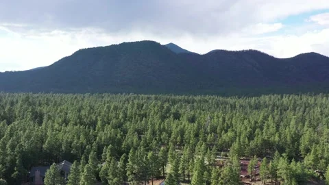 Buffalo Park Vídeos de archivo 131819970