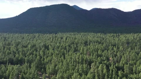 Buffalo Park Vídeos de archivo 131820092