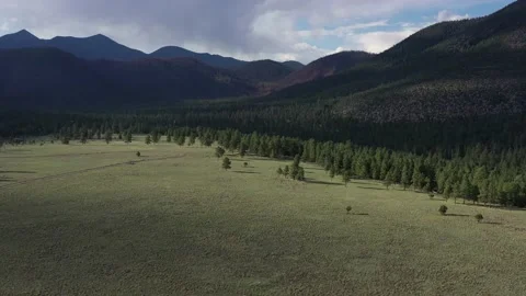 Buffalo Park Vídeos de archivo 131820654