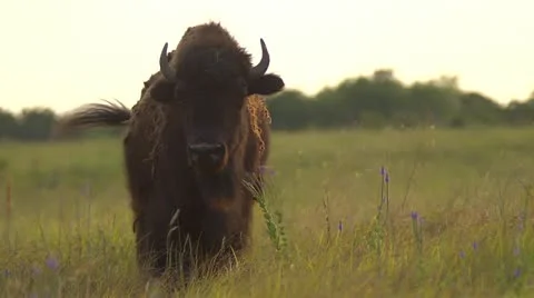Buffalo in Pasture - Slow Motion Video stock 12461215