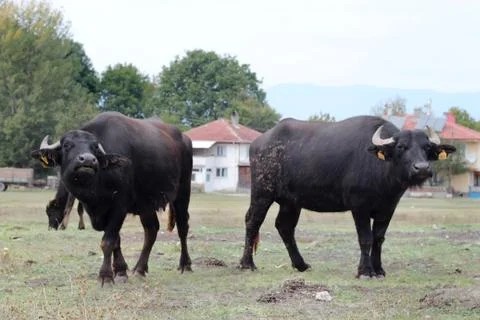 Buffalo Stock Photos