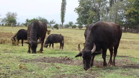 BUFFALO Stock Photos