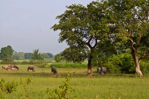 Buffalo Stock Photos