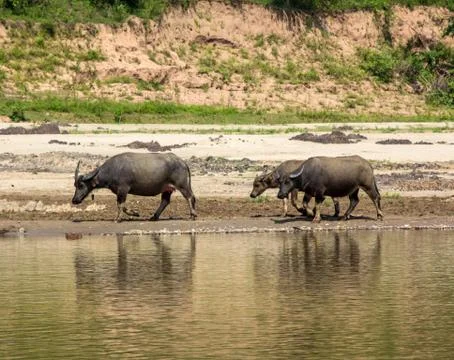 Buffalo Stock Photos