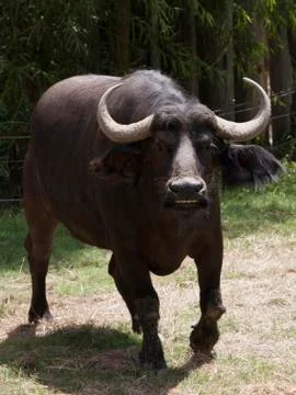 Buffalo Stock Photos