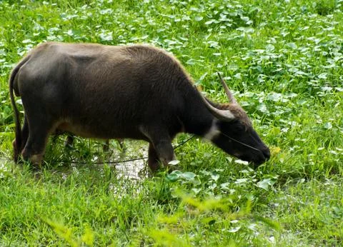 Buffalo Stock Photos