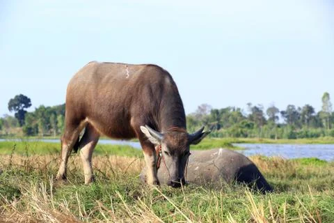 Buffalo Stock Photos