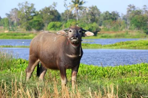 Buffalo Stock Photos