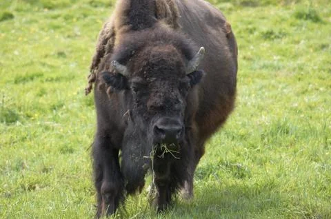 Buffalo Stock Photos