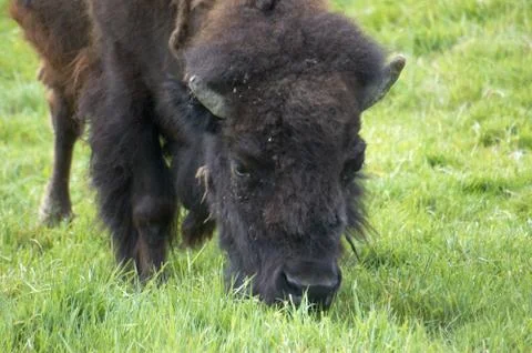 Buffalo Stock Photos