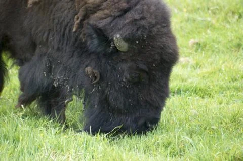 Buffalo Stock Photos