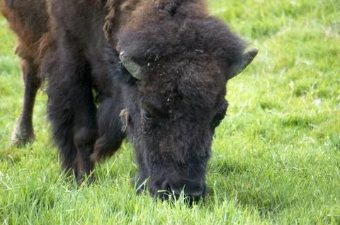 Buffalo Stock Photos