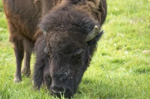 Buffalo Stock Photos