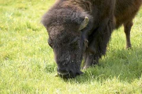 Buffalo Stock Photos
