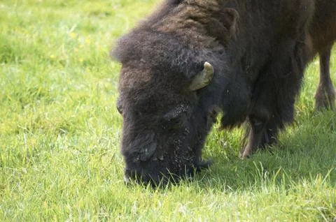 Buffalo Stock Photos