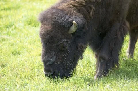 Buffalo Stock Photos