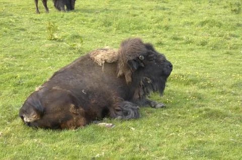 Buffalo Stock Photos