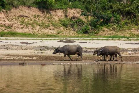 Buffalo Stock Photos