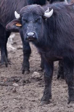 Buffalo Stock Photos