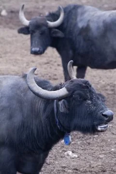 Buffalo Stock Photos