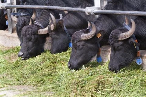 Buffalo Stock Photos