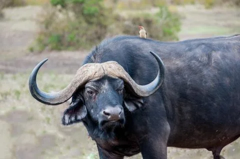 Buffalo Stock Photos