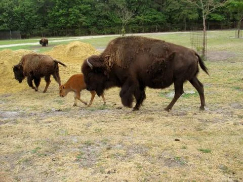Buffalo Stock Photos