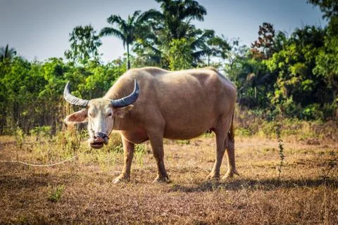 Buffalo Stock Photos