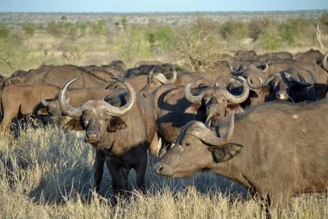 Buffalo Stock Photos