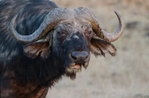 Buffalo Stock Photos