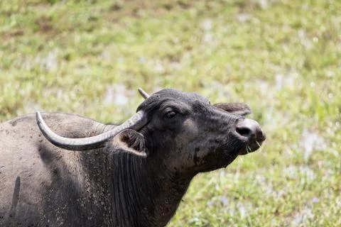 Buffalo Stock Photos