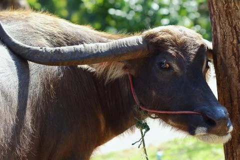 Buffalo Stock Photos