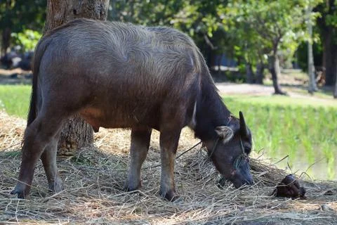 Buffalo Stock Photos
