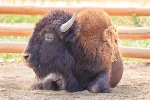 Buffalo Stock Photos